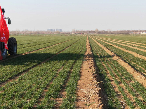 省小麥種植專家王法宏博士帶領(lǐng)考察組考察悍馬農(nóng)裝播種基地